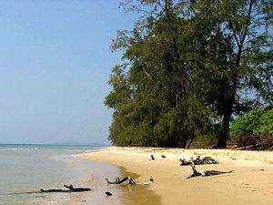 Nguy cơ sạt lở đất, mất rừng phi lao tại Phú Quốc